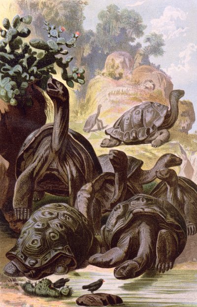 自然史の本からのガラパゴス諸島の巨大なカメ、1887 作： Alfred Brehm