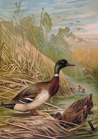 ハンガリーの自然史の本、1904年のマガモ 作： Alfred Brehm