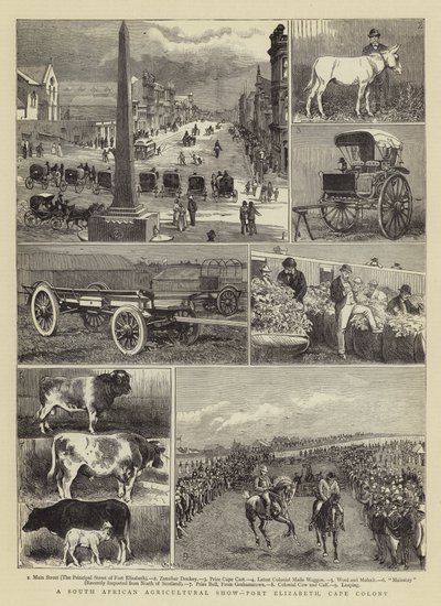 南アフリカの農業ショー、ポートエリザベス、ケープコロニー 作： Alfred Chantrey Corbould