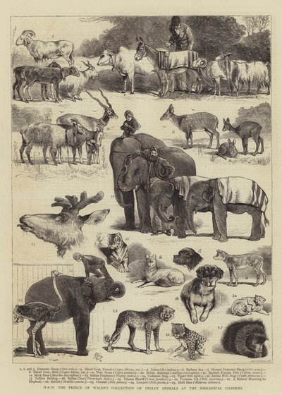 動物園でのHRHプリンスオブウェールズのインド動物コレクション 作： Alfred Chantrey Corbould