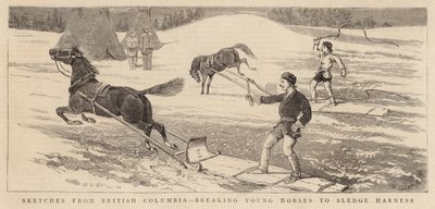 ブリティッシュコロンビア州からのスケッチ、若い馬をスレッジハーネスに分割 作： Alfred Chantrey Corbould