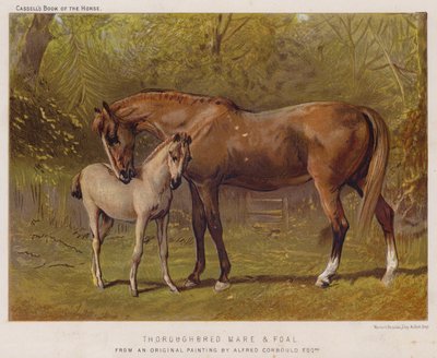 サラブレッドの雌馬と子馬（カラーリトグラフ 作： Alfred Chantrey Corbould