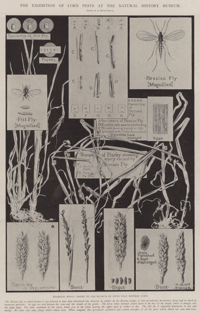 自然史博物館でのトウモロコシ害虫の展示 作： Alfred Hugh Fisher