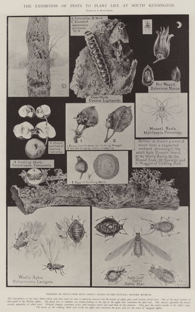 サウスケンジントンでの生命を植える害虫の展示会 作： Alfred Hugh Fisher