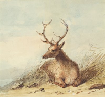 エルク、ロッキー山脈、1837年頃（紙に鉛筆、ペン、インク、水彩） 作： Alfred Jacob Miller