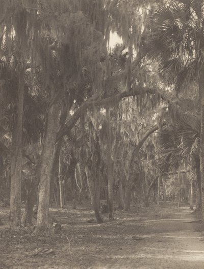  作： Alfred Stieglitz