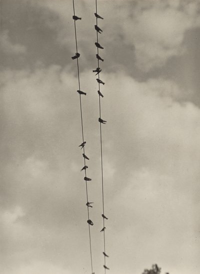  作： Alfred Stieglitz