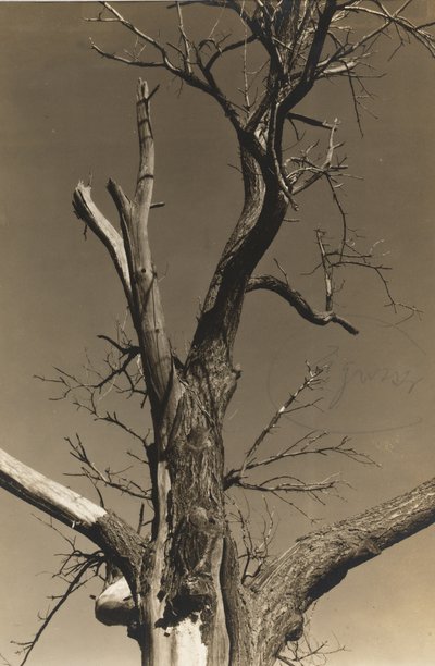 瀕死の栗の木 (裏面) 作： Alfred Stieglitz