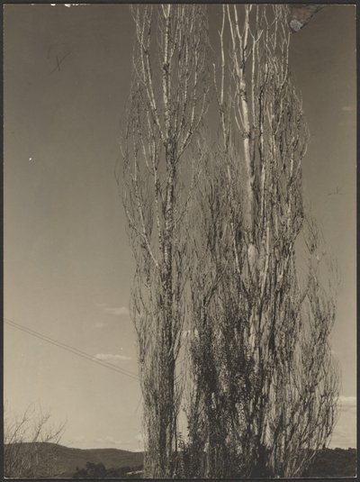 [瀕死のポプラ、レイク・ジョージ］ 作： Alfred Stieglitz