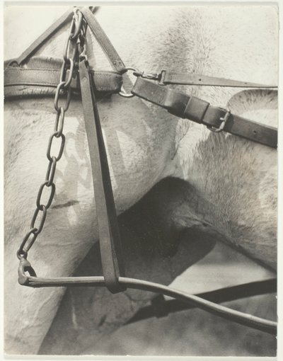 同等の精神的なアメリカ 作： Alfred Stieglitz