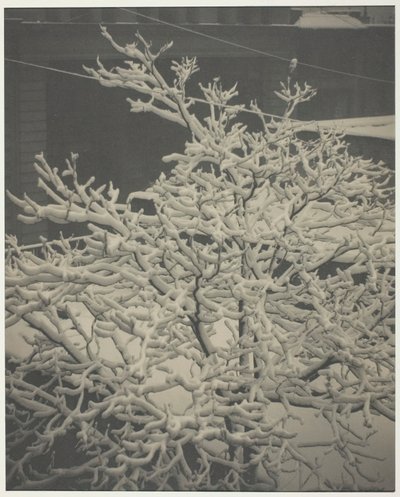 裏窓から 291 雪に覆われた木、裏庭、1915 年。 作： Alfred Stieglitz