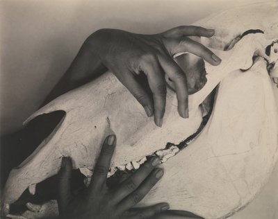 ジョージア・オキーフ - 手と馬の頭蓋骨 作： Alfred Stieglitz