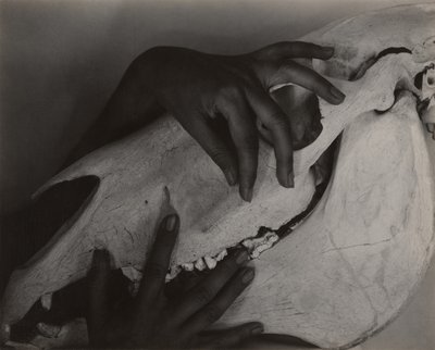 ジョージア・オキーフ - 手と馬の頭蓋骨 作： Alfred Stieglitz