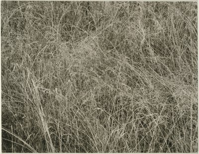 草 作： Alfred Stieglitz
