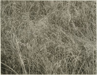 グラス、1933年。 作： Alfred Stieglitz