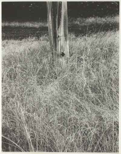 草と旗竿 作： Alfred Stieglitz