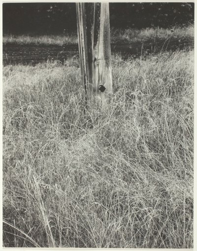 草と旗竿、1933年。 作： Alfred Stieglitz