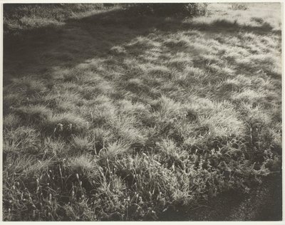 草と霜 作： Alfred Stieglitz