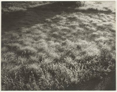 草と霜、1934年。 作： Alfred Stieglitz