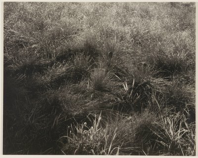 草 作： Alfred Stieglitz