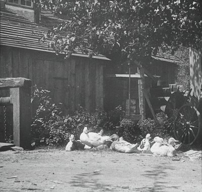 グータッハ、1894 年。 作： Alfred Stieglitz