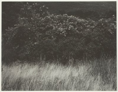 生け垣と草 - レイク ジョージ 作： Alfred Stieglitz
