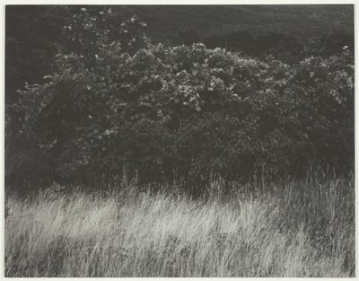 生け垣と草 - ジョージ湖、1933 年。 作： Alfred Stieglitz