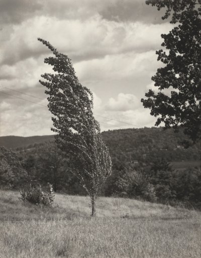 ポプラ—レイク・ジョージ 作： Alfred Stieglitz