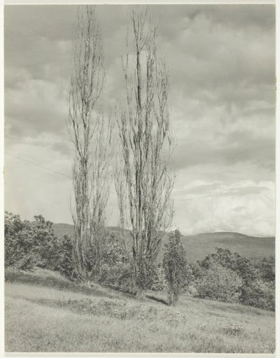ポプラ ― ジョージ湖 作： Alfred Stieglitz