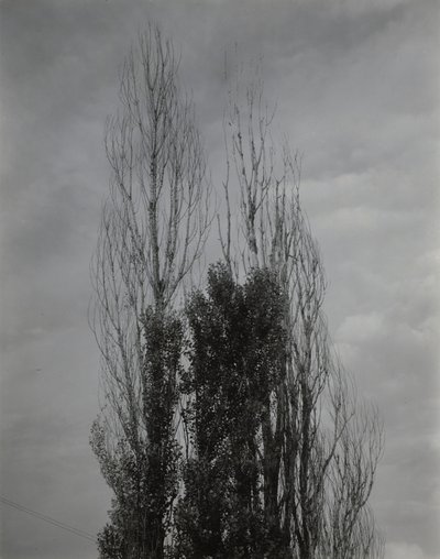 ポプラの木々――レイク・ジョージ 作： Alfred Stieglitz
