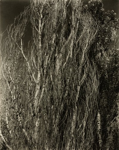 ポプラ ― ジョージ湖 作： Alfred Stieglitz