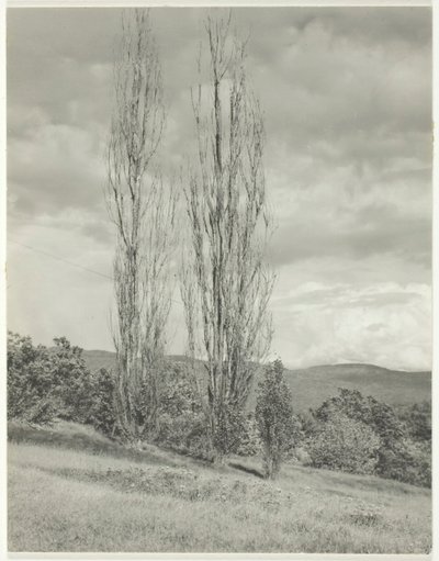 ポプラ - レイクジョージ、1935年。 作： Alfred Stieglitz