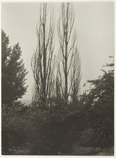 ポプラ - レイク ジョージ 作： Alfred Stieglitz