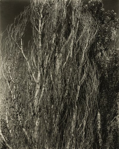 ポプラ - レイク ジョージ 作： Alfred Stieglitz