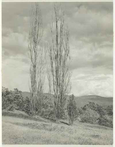 ポプラズ レイク ジョージ 作： Alfred Stieglitz