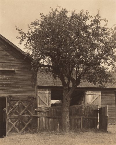  作： Alfred Stieglitz
