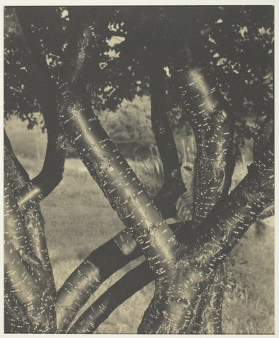 ダンシング・ツリー 作： Alfred Stieglitz
