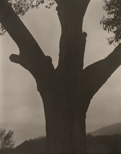 瀕死の栗 作： Alfred Stieglitz