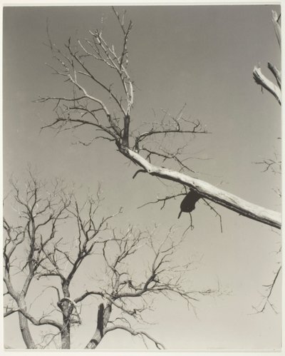 枯れゆく栗の木-私の先生 作： Alfred Stieglitz