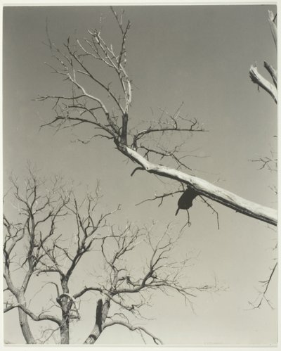 枯れゆく栗の木-私の先生 作： Alfred Stieglitz