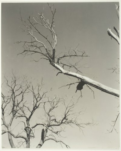 瀕死の栗の木—私の先生、1927年。 作： Alfred Stieglitz