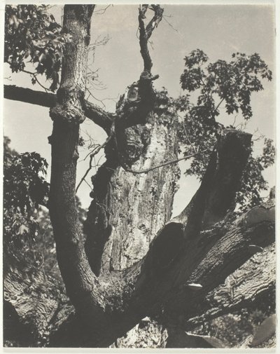 古いメープル - レイク ジョージ 作： Alfred Stieglitz