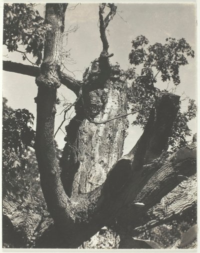 古いもみじ - ジョージ湖、1926 年。 作： Alfred Stieglitz