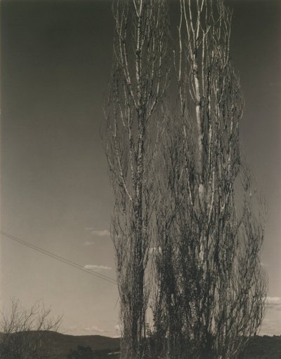 2 つのポプラ、レイク ジョージ 作： Alfred Stieglitz