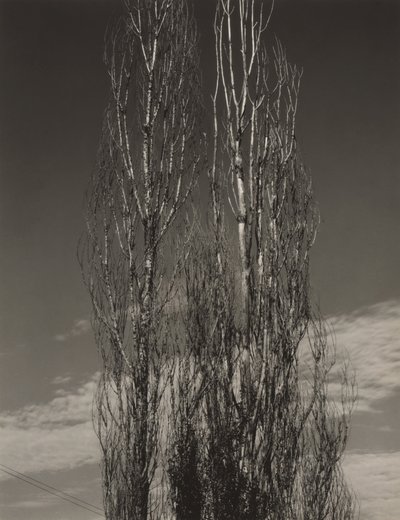 「2本のポプラ」、レイク・ジョージ 作： Alfred Stieglitz