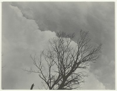 ツリーセット 3 作： Alfred Stieglitz