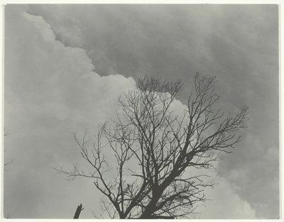 ツリー セット 3、c。 1924年。 作： Alfred Stieglitz