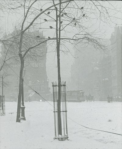 雪の中の木、ニューヨーク市、190002。 作： Alfred Stieglitz