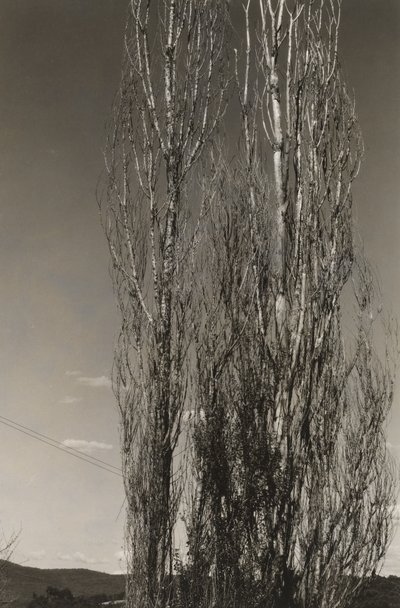 2 つのポプラ、レイク ジョージ (直腸) 作： Alfred Stieglitz