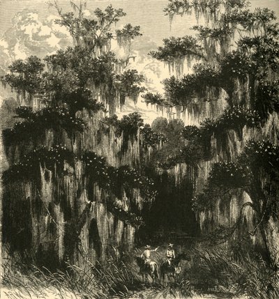 「マグノリアの沼地」、1872 年。 作： Alfred Rudolph Waud